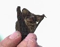 A Mexican Free-tail Bat - 