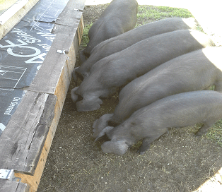 Piglets at the Everson Ranch