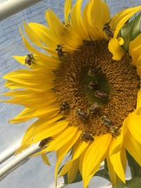 Mini Workshop about Bees - July 30th