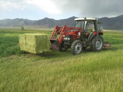Summer Hay from the Everson Ranch