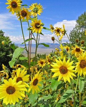 Sunflowers at Valley View