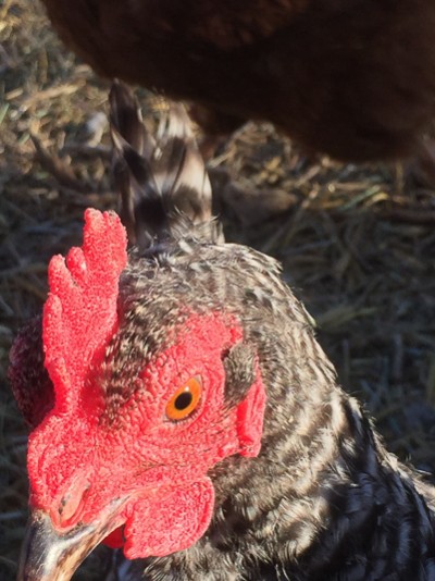 Chickens at Everson Ranch