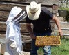 Beehive at the Ranch