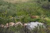 A deer visits the Meadow Pond