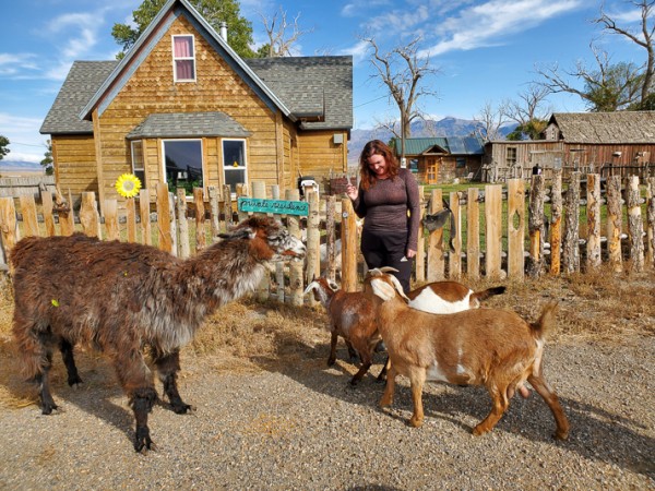 Caring for Goats and Llama at the Everson Ranch