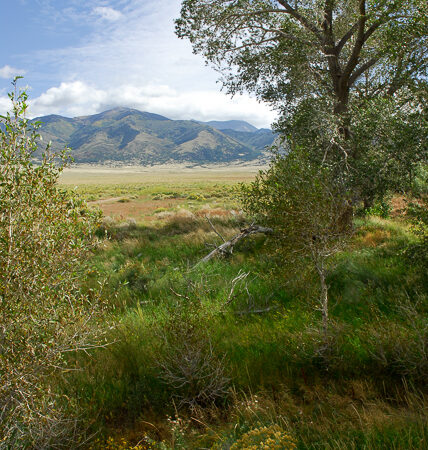 img-_Restored_Riparian_Habitats_-(050-0096)