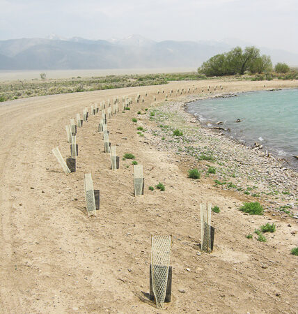 img-_Restoring_Trees_at_the_Reservoir_-(051-007)