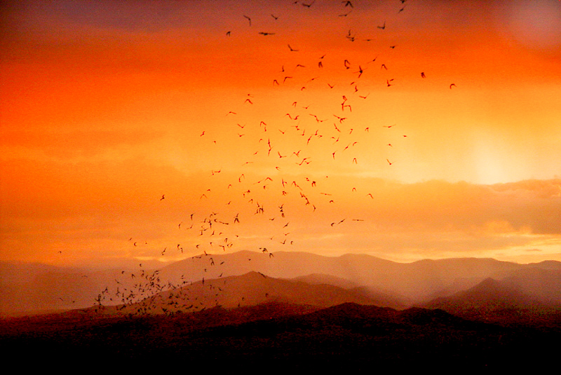 img-_Bat_Outflight_at_Sunset_-(-)